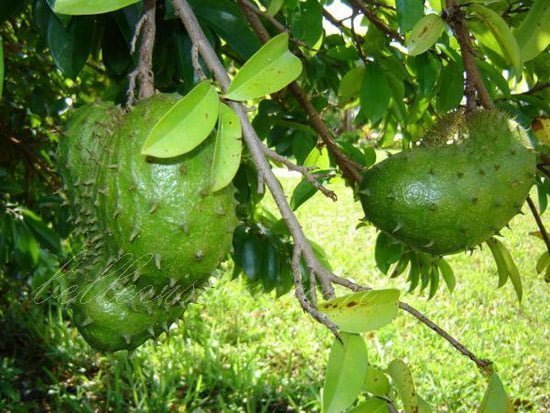 Corossol fruit