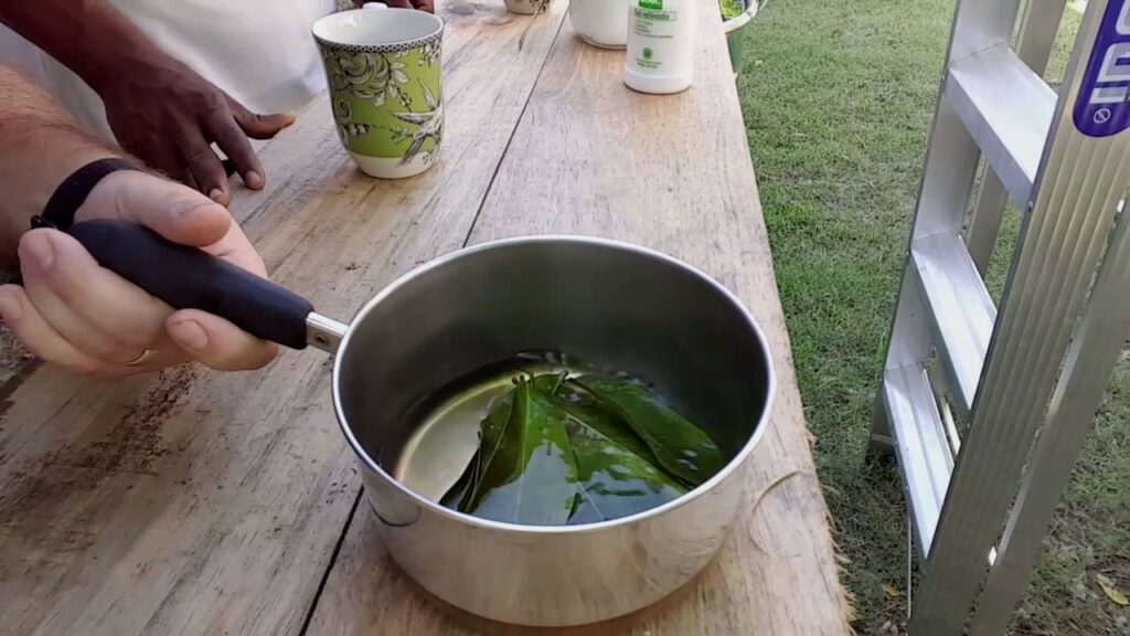 Comment Préparer le Thé de Corossol Parfait Comment Préparer le Thé de Corossol Parfait