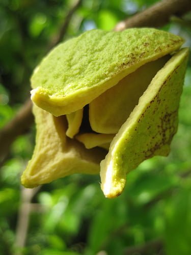 Corossol: un trésor tropical redécouvert