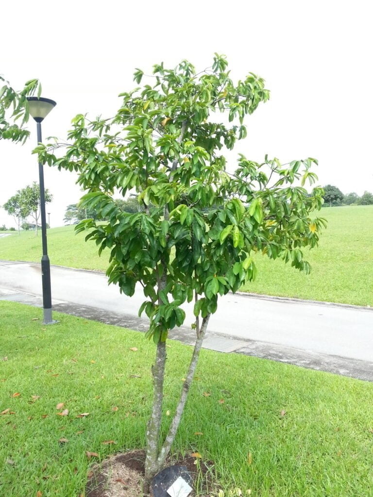Corossol: un trésor tropical redécouvert